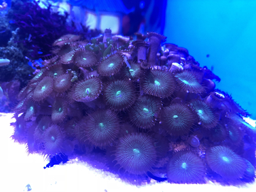 海珊瑚