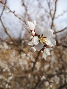 特写花