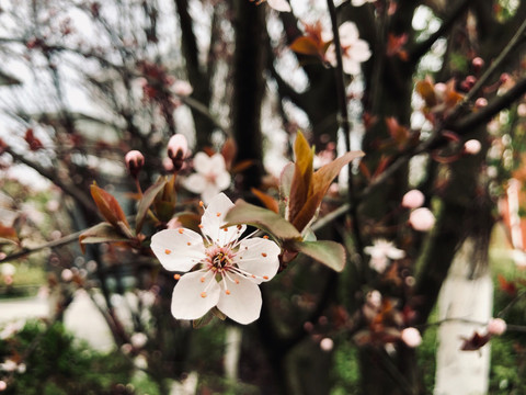 粉红桃花树林