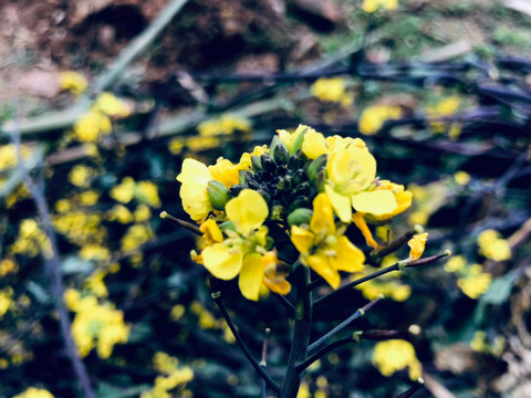 一朵小黄花