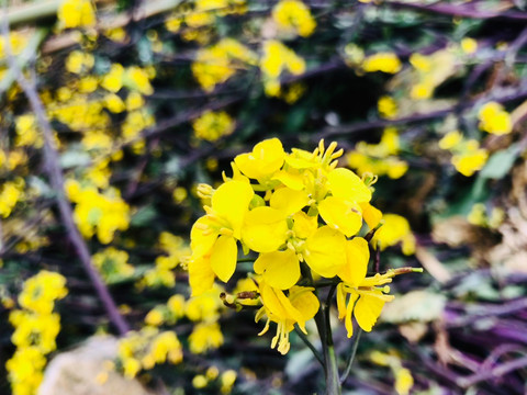 小黄花花卉