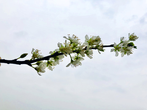 李花花枝