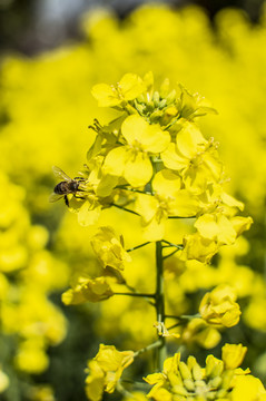 油菜花小蜜蜂