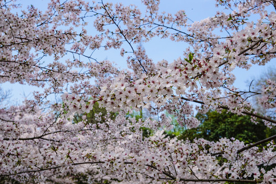 樱花