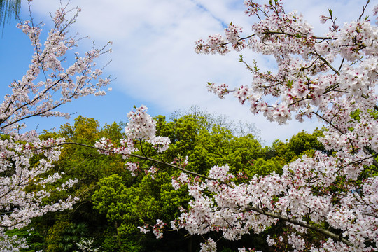 樱花