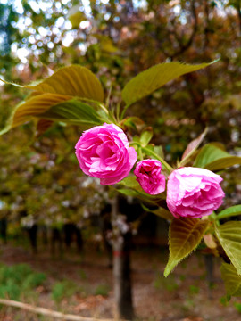 樱花