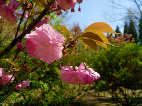 樱花