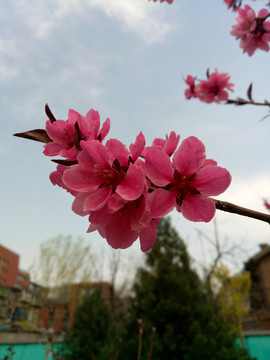 桃花