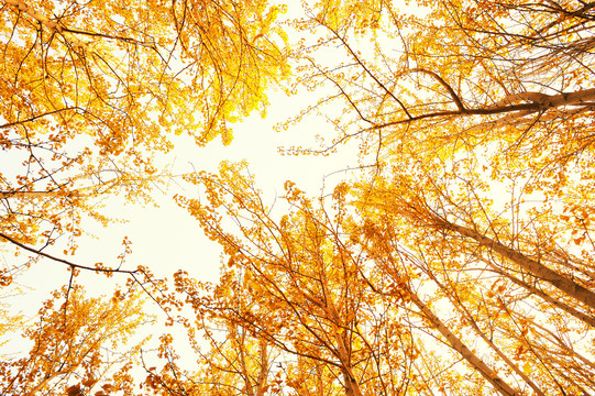 秋天树林背景