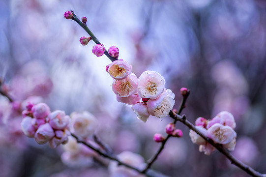 梅花