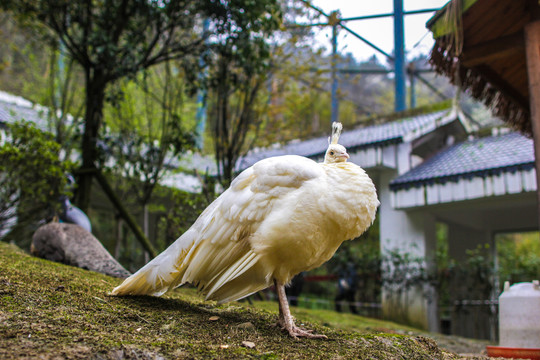 白孔雀