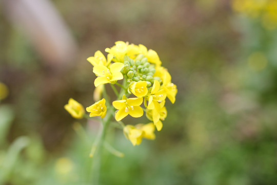 油菜花开