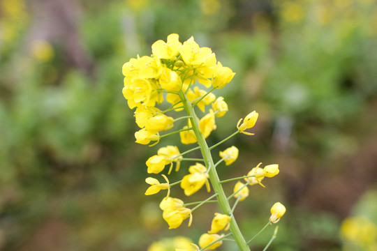 油菜花开