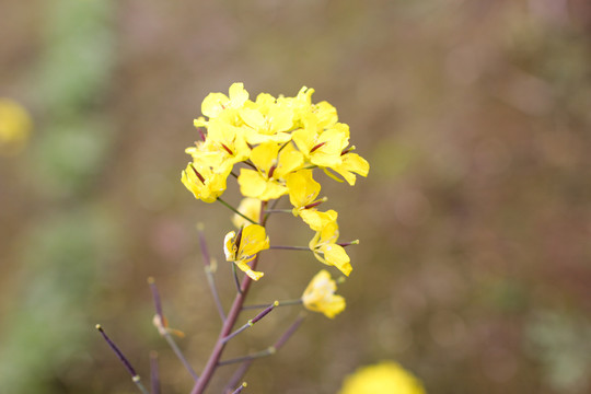 油菜花开