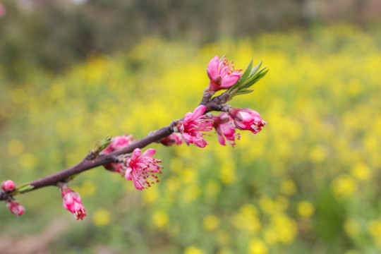 山桃花油菜花