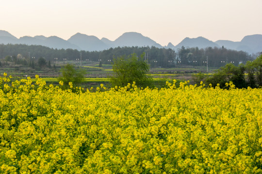 平寨油菜花