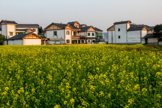 平寨油菜田