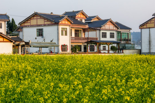 平寨油菜田