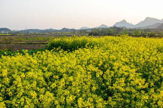 平寨油菜田