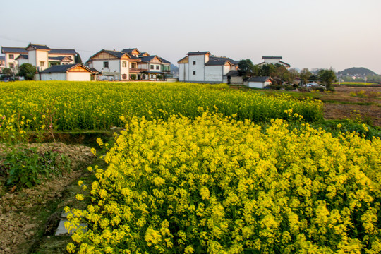 平寨油菜田