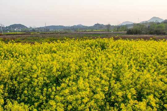 平寨油菜田