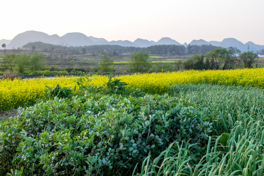 平寨油菜田