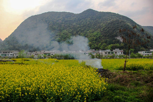 贵安新区云漫湖油菜花开