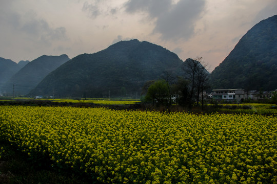 贵安新区云漫湖油菜花开