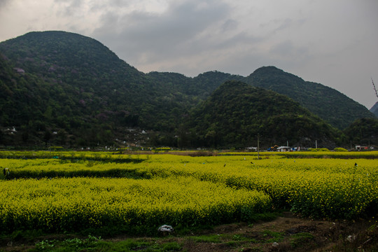 贵安新区云漫湖油菜花开