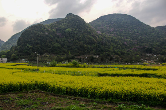 贵安新区云漫湖油菜花开