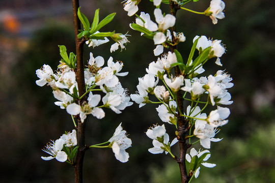 苹果花