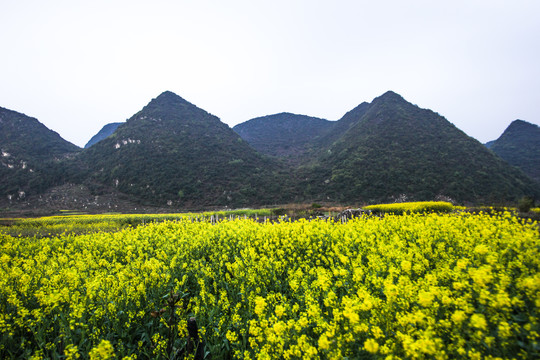 贵安新区云漫湖油菜花开