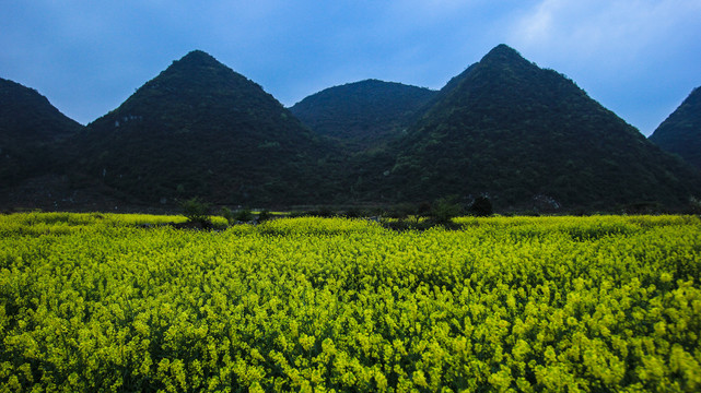 贵安新区云漫湖油菜花开