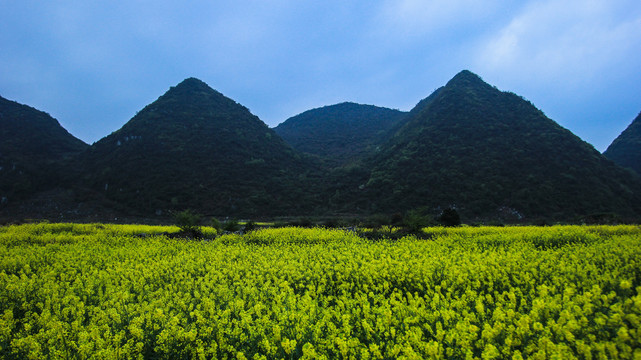 贵安新区云漫湖油菜花开