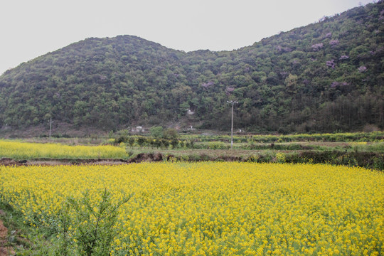 贵安新区油菜花开