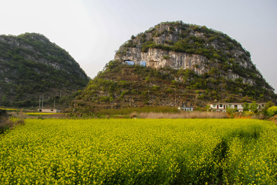 贵安新区油菜花田