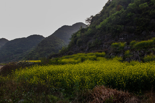 贵州农村