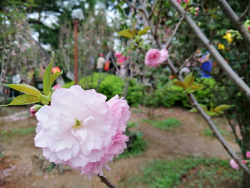 樱花