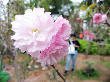 樱花