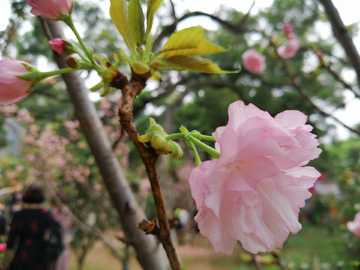 樱花