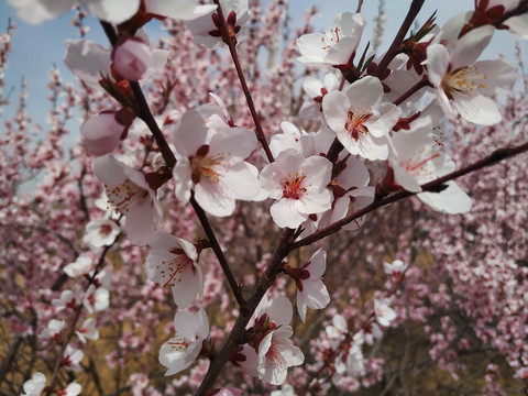 桃花