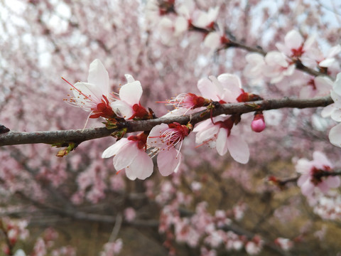 桃花