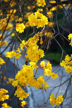 黄花风铃木