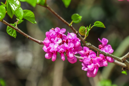 紫荆花