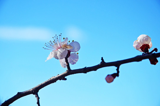 一朵桃花