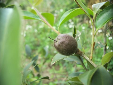 茶油籽