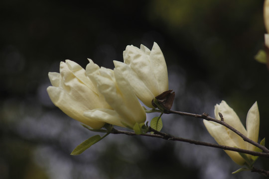 黄色的玉兰花