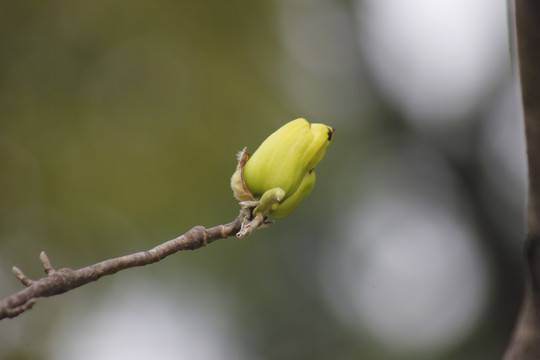 黄色的玉兰花