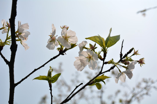 樱花