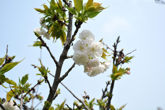 樱花